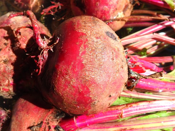 红甜菜图片下载