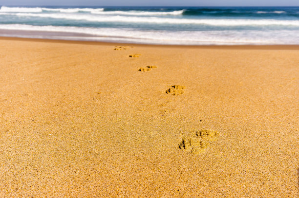 葡萄牙大西洋岸边沙滩上的狗脚印图片下载