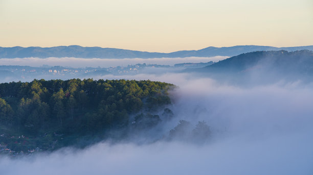 清晨，森林里的树木云雾缭绕图片下载
