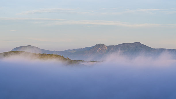 清晨，森林里的树木云雾缭绕图片下载