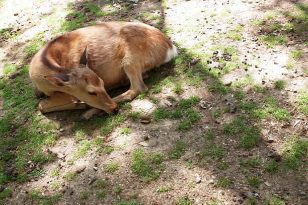 下午在公园里睡觉的鹿图片下载