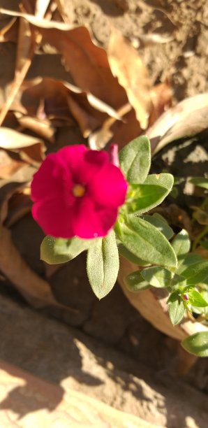 大自然的美丽图片下载