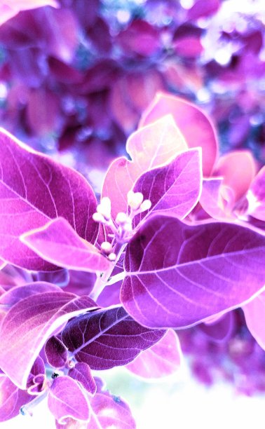 大自然的美丽图片下载