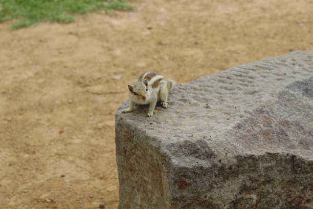 松鼠_stock照片图片下载