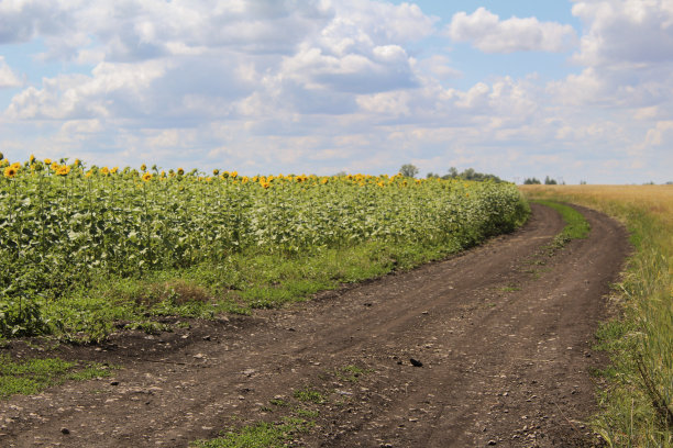 夏天田野里的土路图片下载
