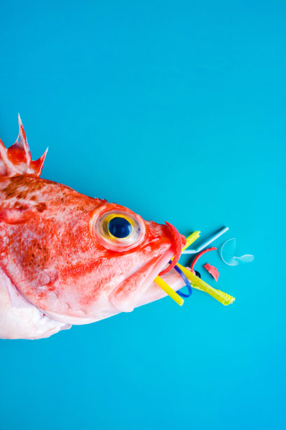 蓝色背景下的红鱼(黑腹玫瑰鱼)吃塑料和微塑料。图片下载