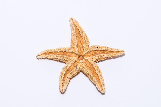 海星的背面种类来自欧洲北海五臂前部图片下载