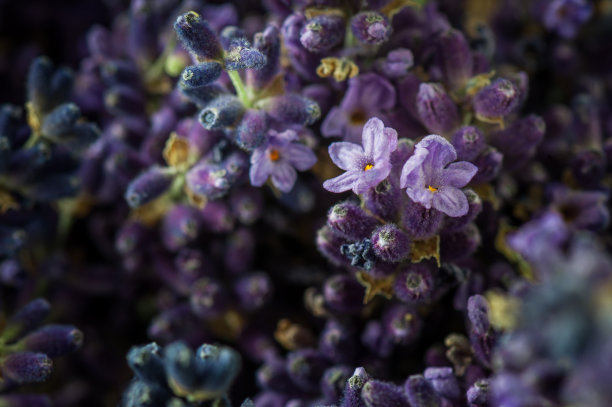 薰衣草的微距图像，抽象的软花背景。图片下载