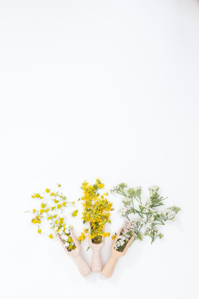 贯叶连翘是一种罕见的健康植物图片下载