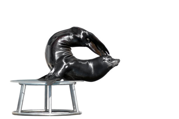 海狮孤立在白色背景上。图片下载