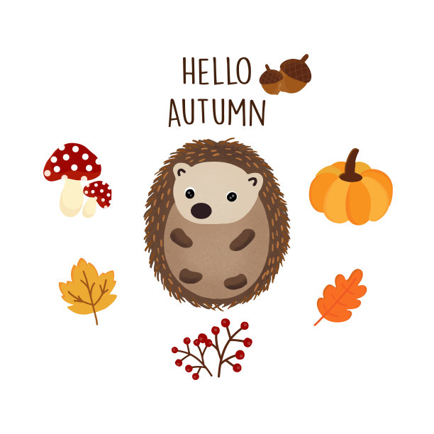 可爱的刺猬在秋天。图片下载