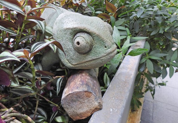 变色龙图片下载