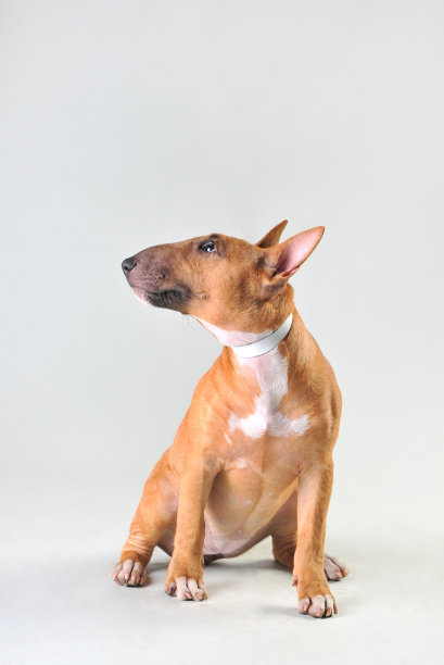 白色背景上的斗牛梗图片下载