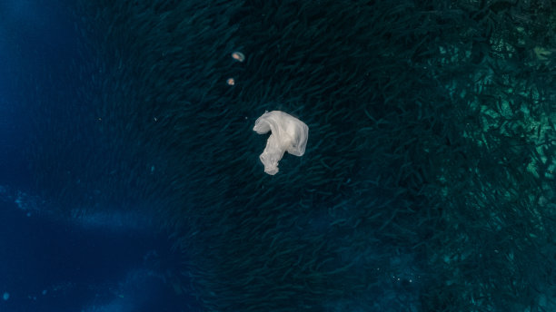 一次性塑料漂浮在浅滩上还有一大群沙丁鱼。图片下载