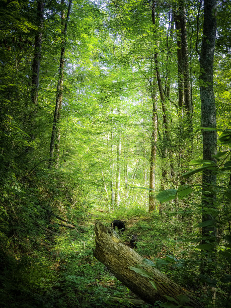 魔法森林-遥远的森林-荒野图片下载