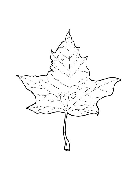 白色背景上的枫叶的黑白插图。图片下载