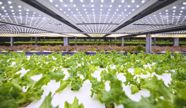 垂直农业提供了一条通往可持续未来的道路图片下载