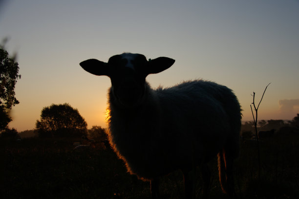 日出时一群羊图片下载