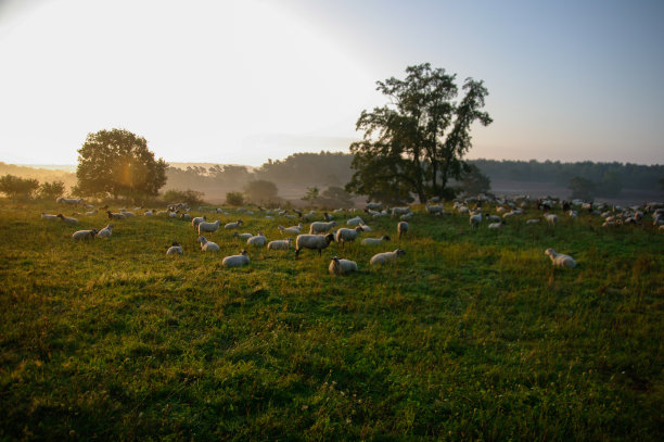 日出时一群羊图片下载