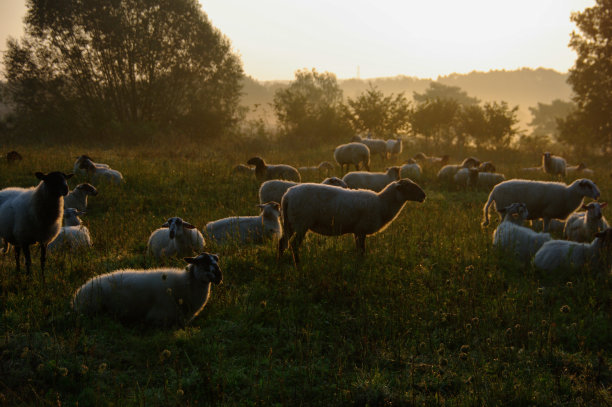 日出时一群羊图片下载