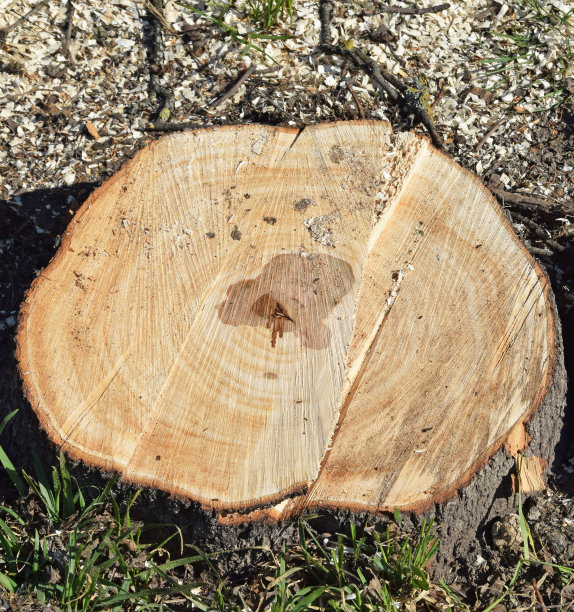 在树林里砍下树干图片下载