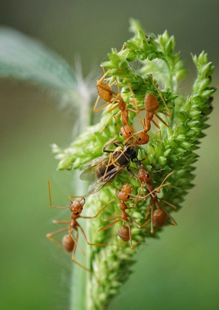 大黄蜂在一起觅食。图片下载
