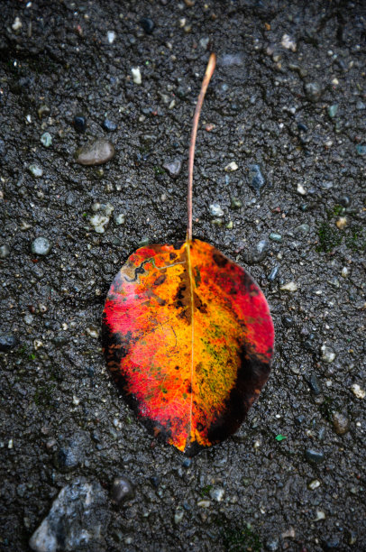 沥青上的红叶图片下载