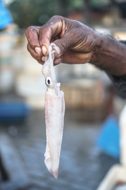 在海洋中捕捞海鲜。亚洲渔民手中的鱿鱼。库存图片图片下载