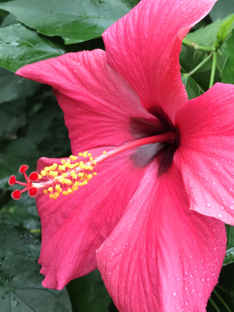 褶边/红色褶边木槿花在灌木上的图像与模糊的树叶花园背景，红色锦葵木槿花盛开/玫瑰锦葵照片墙纸在阳光下，木槿的花或流苏玫瑰花瓣对着绿叶图片下载