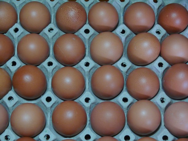 蛋壳上的鸡蛋背景图片。图片下载