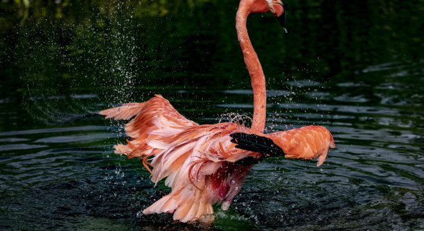 火烈鸟图片下载