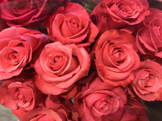 各色玫瑰，橙色，黄色，黑色，白色图片下载