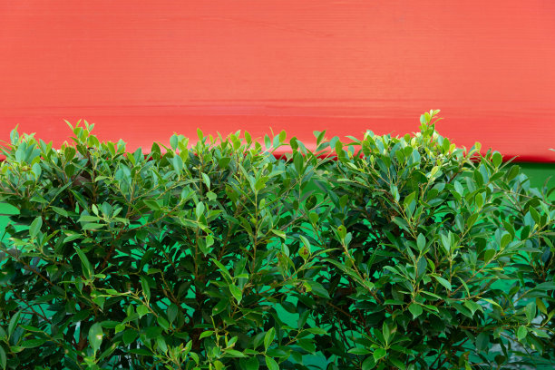 绿叶底色配红色底色图片下载