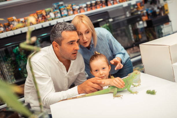 母亲和父亲站在靠近女儿触摸鬣蜥图片下载