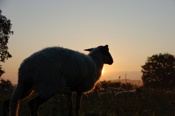 日出时一群羊图片下载