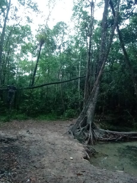 勇敢的图片下载