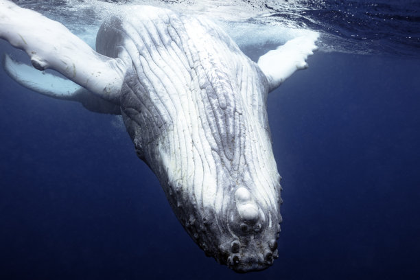 倒置座头鲸I蓝水图片下载