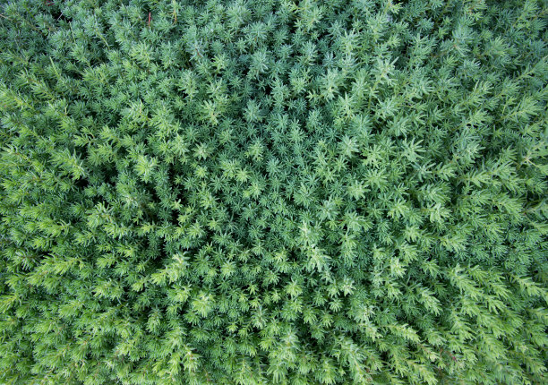 景天属植物作为背景图片下载