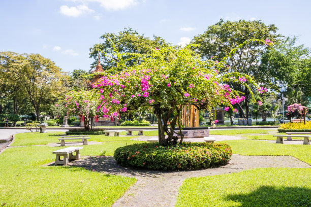 朗菲尼公园里盛开的九重葛图片下载