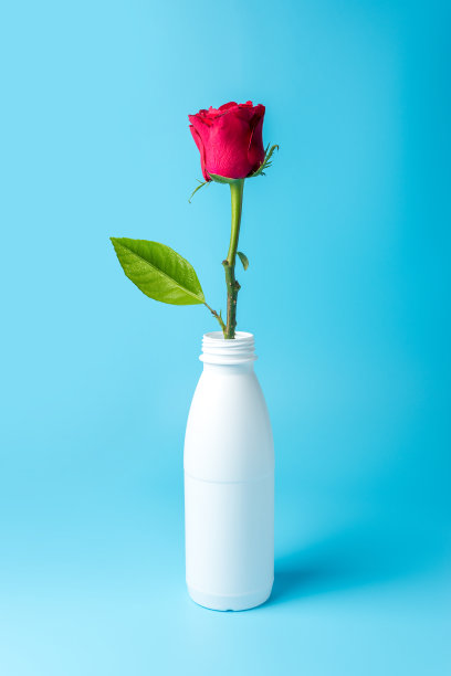 红玫瑰白瓶，亮蓝色背景。最小的自然概念。图片下载