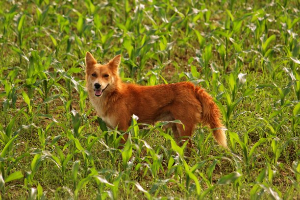 在农田里游荡的印度混血狐狸图片下载