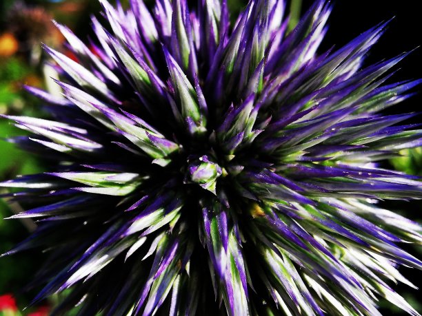 Echinops光顾。图片下载