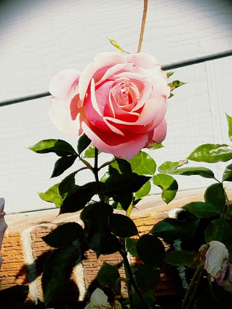 粉色玫瑰图片下载