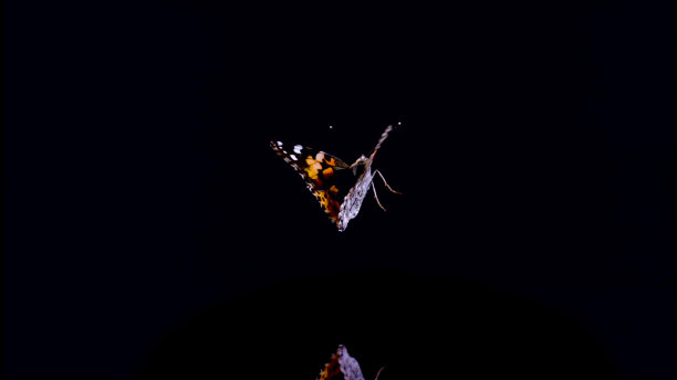黑色背景上美丽的蝴蝶图片下载