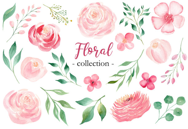 玫瑰和月桂树枝手绘水彩栅格集图片下载