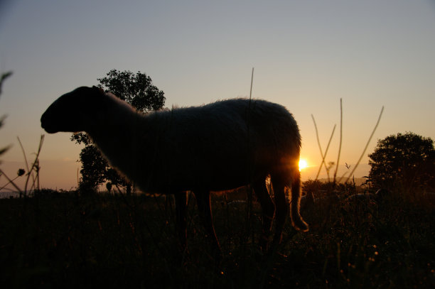 日出时一群羊图片下载
