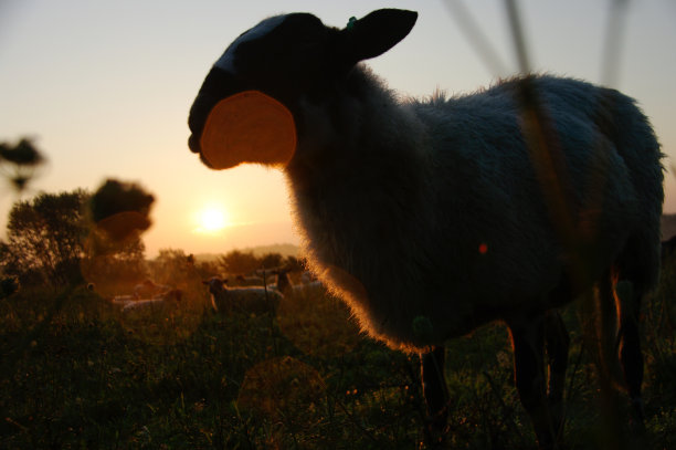 日出时一群羊图片下载