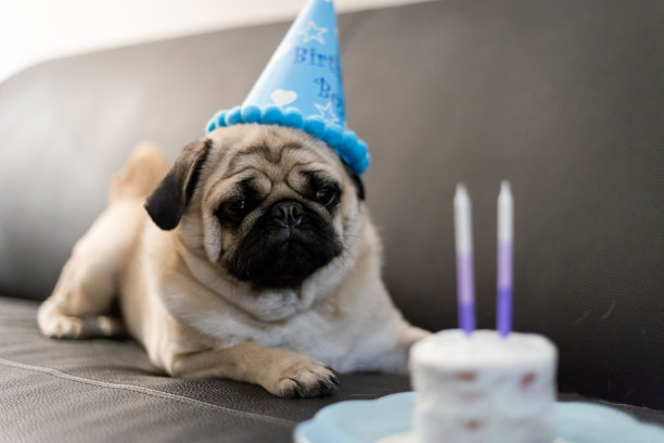 哈巴狗狗的生日图片下载