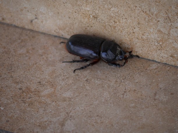 大黑甲虫-宏观图片下载