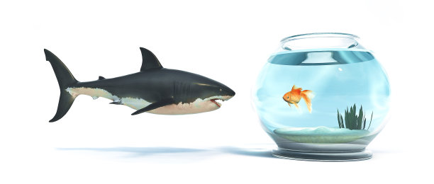 鲨鱼面前有一只金色的鱼缸。3 d渲染图图片下载